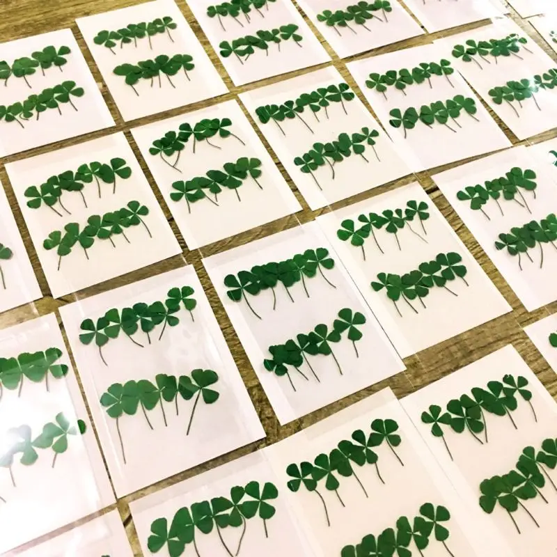 Body Jewelry Display Case - 12Pcs Lucky Dried Leaf Clover UV
