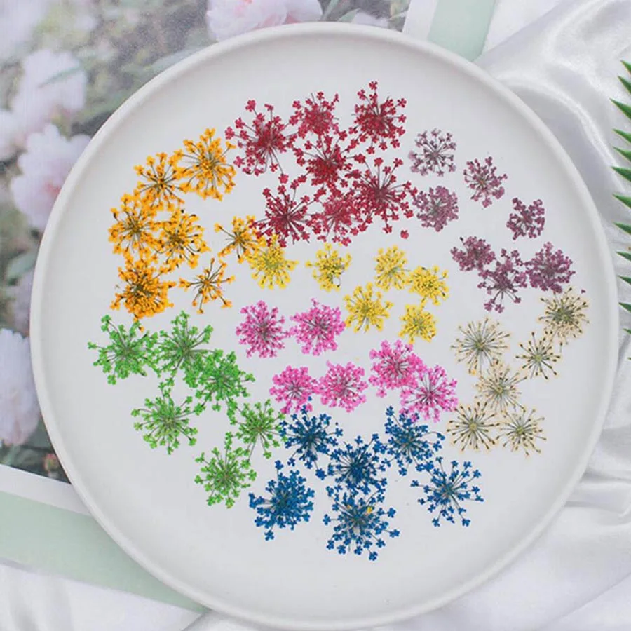 60pcs Pressed Dried 20-25mm Am - Body Jewelry Display Case ulasan dan harga