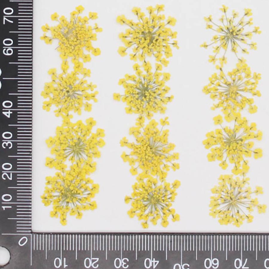 60pcs Pressed Dried 15-20mm Am - Body Jewelry Display Case ulasan dan harga