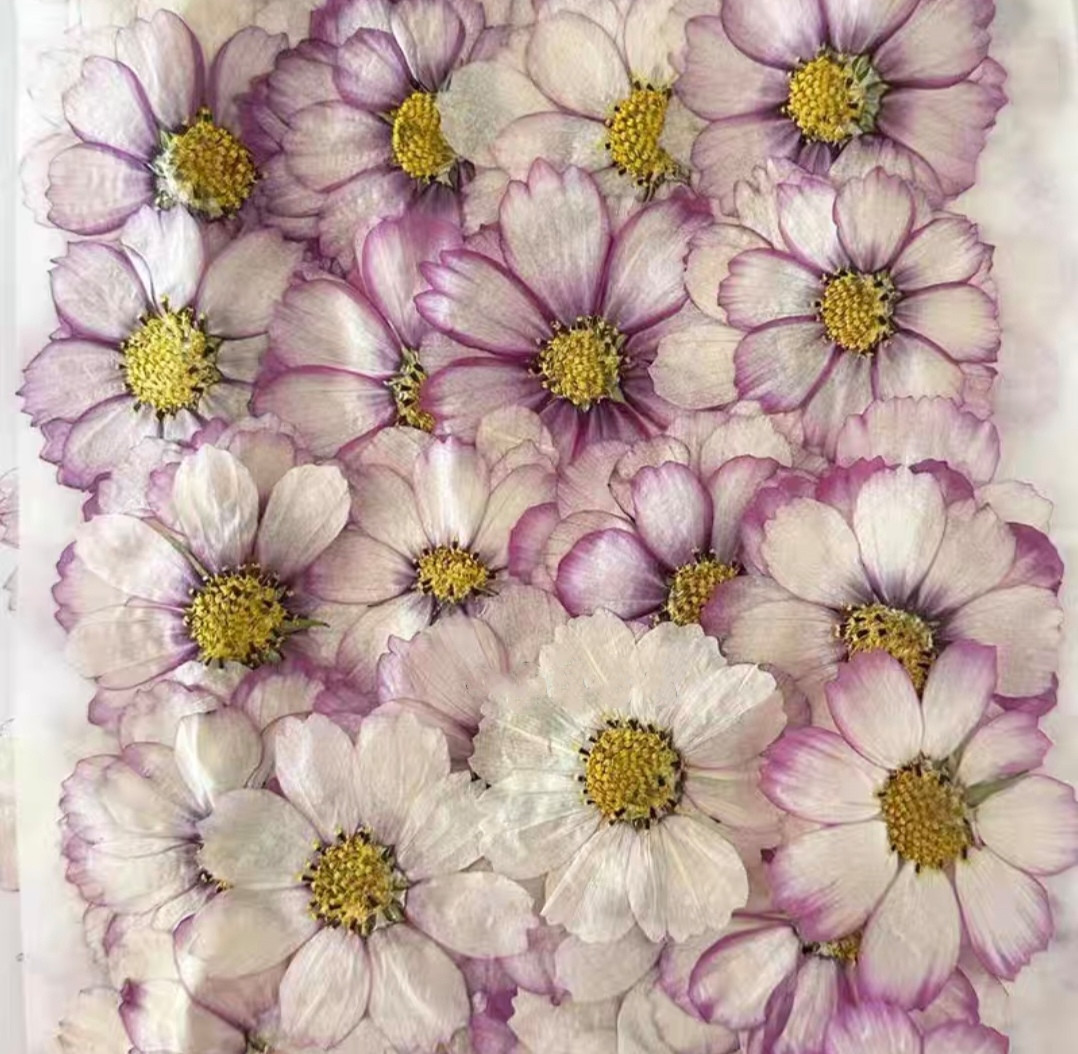 60pcs Pressed Dried Cosmos Flo - Body Jewelry Display Case ulasan dan harga